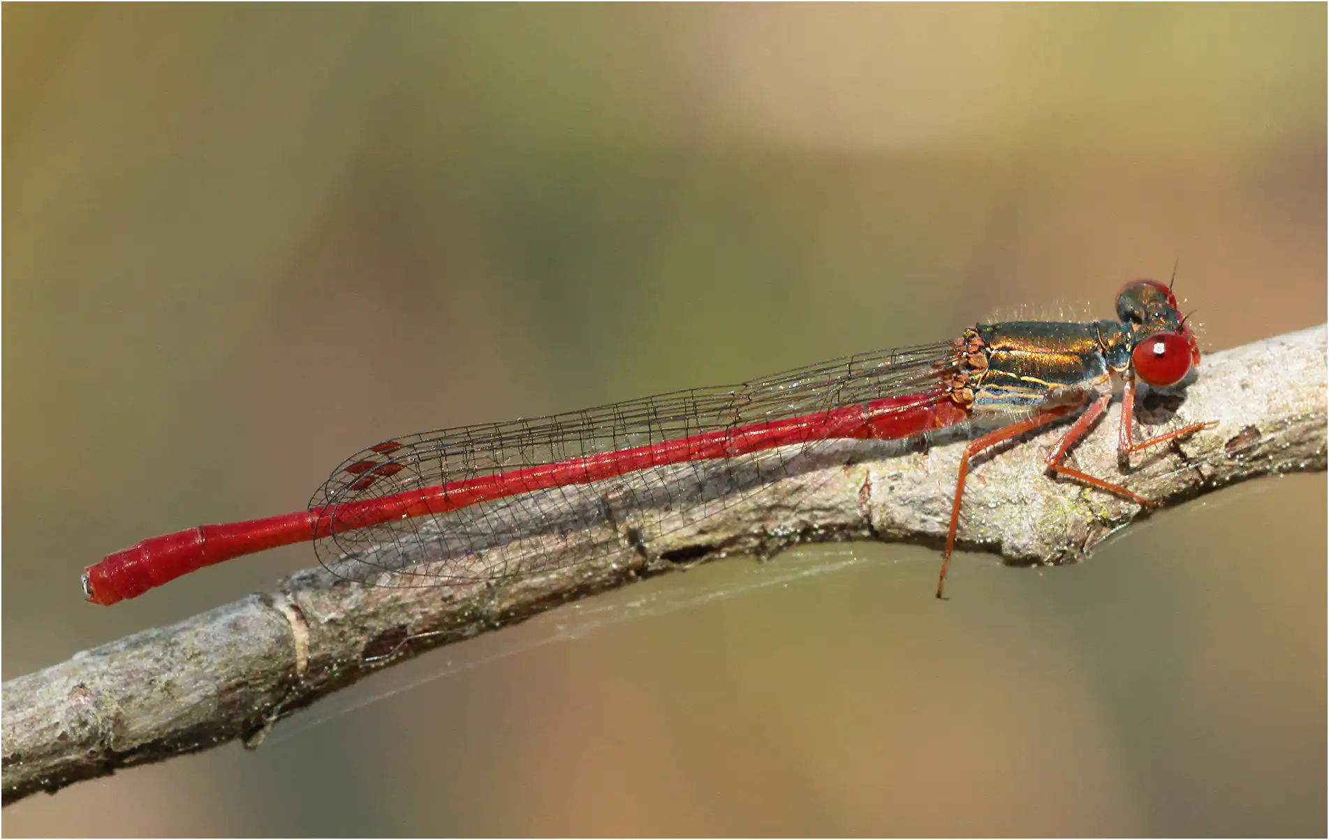 Ceriagrion tenellum mâle , Saint Rémy en Mauges (F-49), 08/07/2012