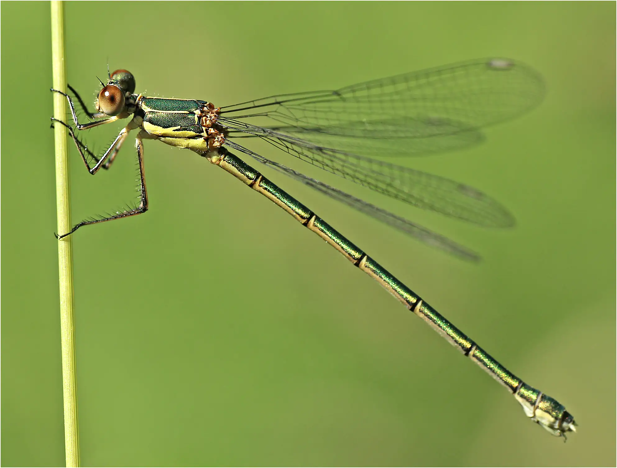 Chalcolestes viridis jeune femelle, le Fuilet (F-49), 01/07/2012