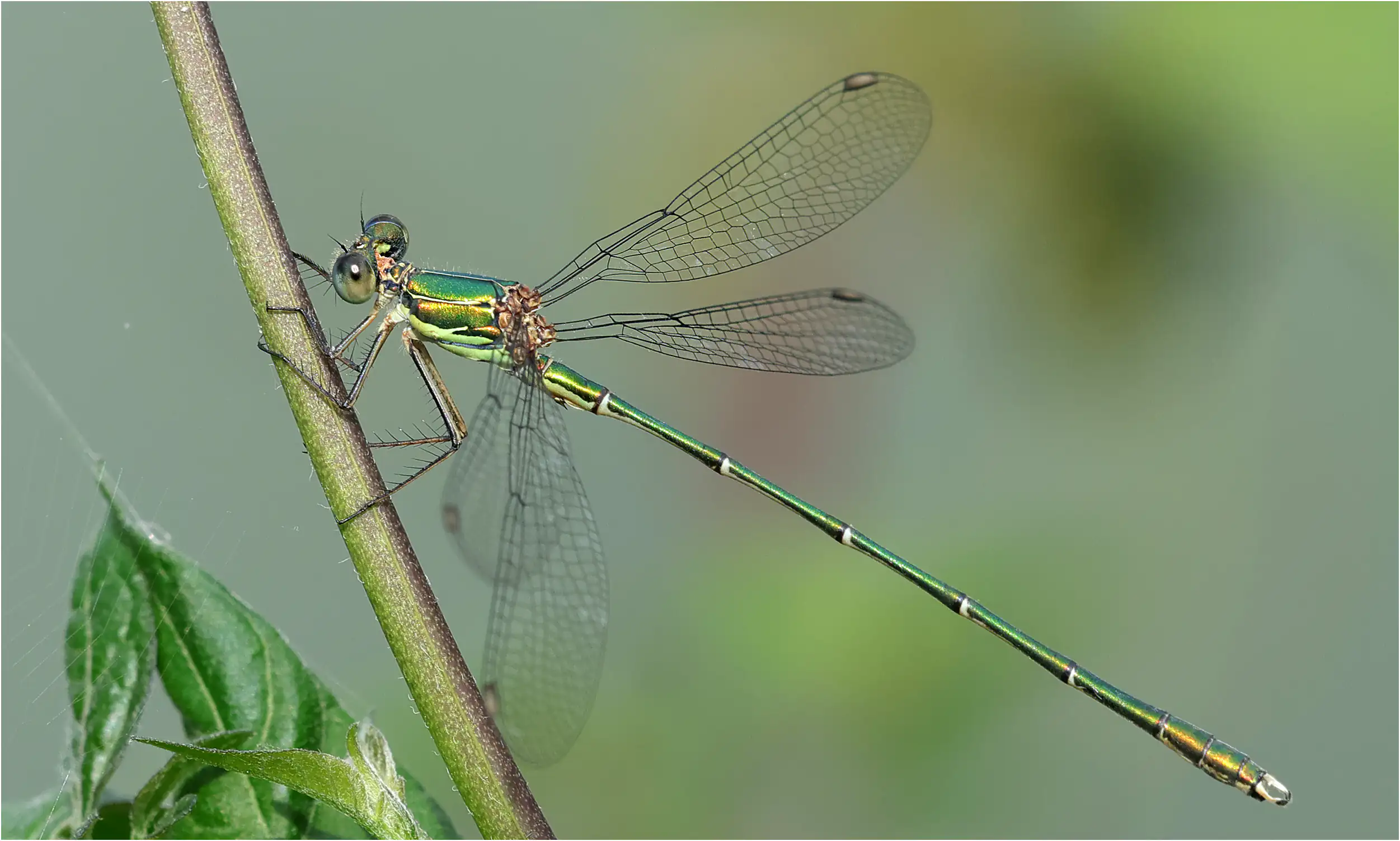 Chalcolestes viridis mâle, Donzacq (F-40), 27/06/2023