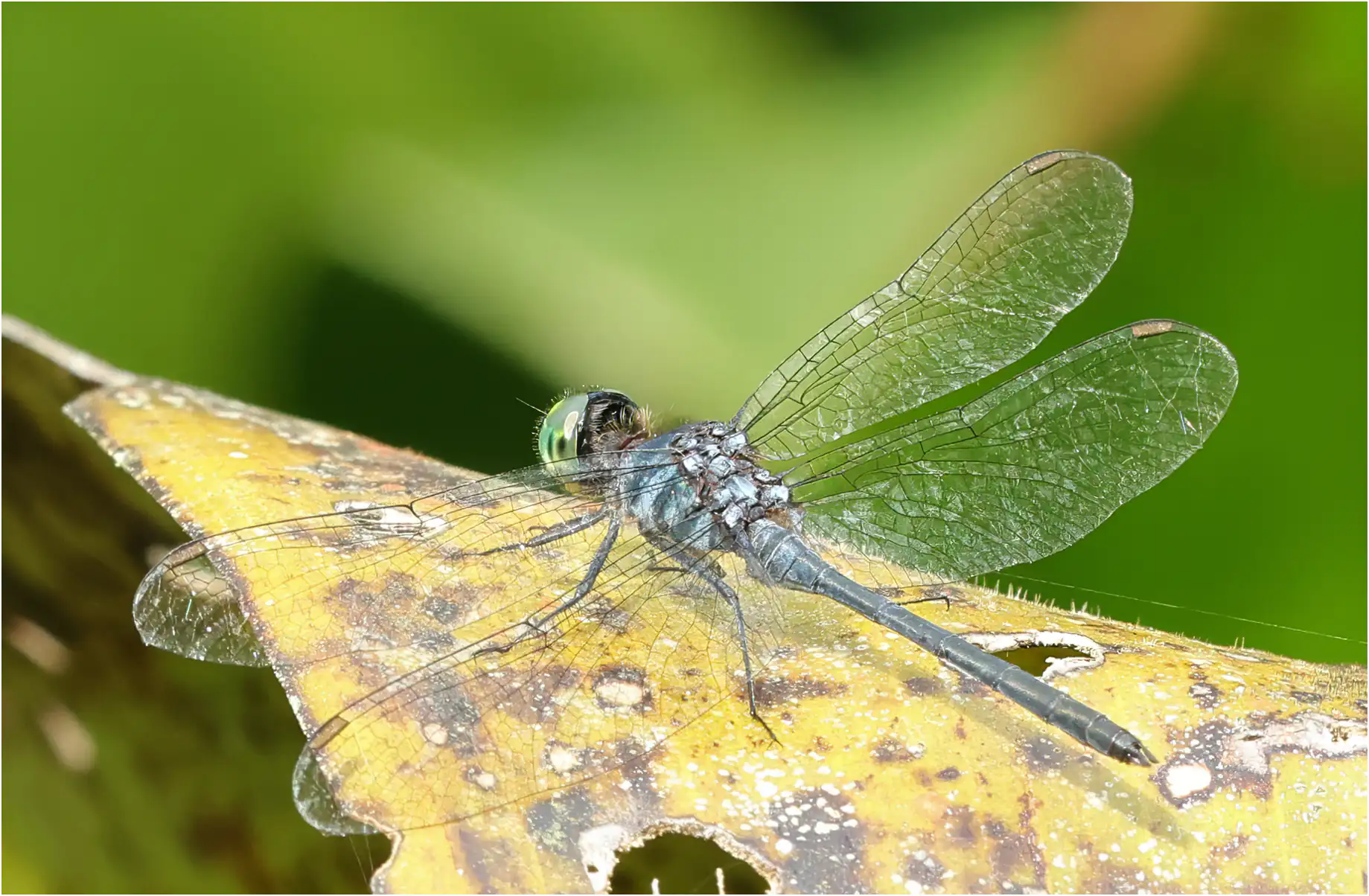 Chalybeothemis fluviatilis mâle, Bornéo, Taman Negara Maludam, 28/03/2025