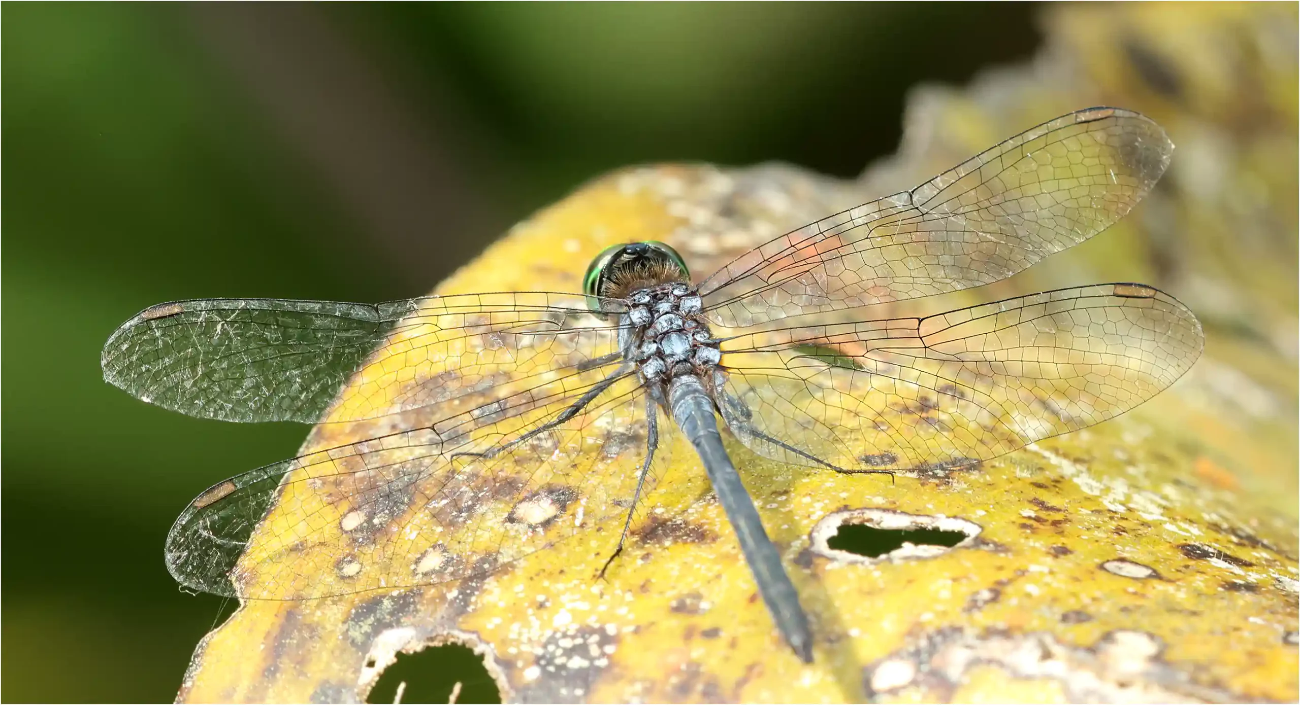Chalybeothemis fluviatilis mâle, Bornéo, Taman Negara Maludam, 28/03/2025