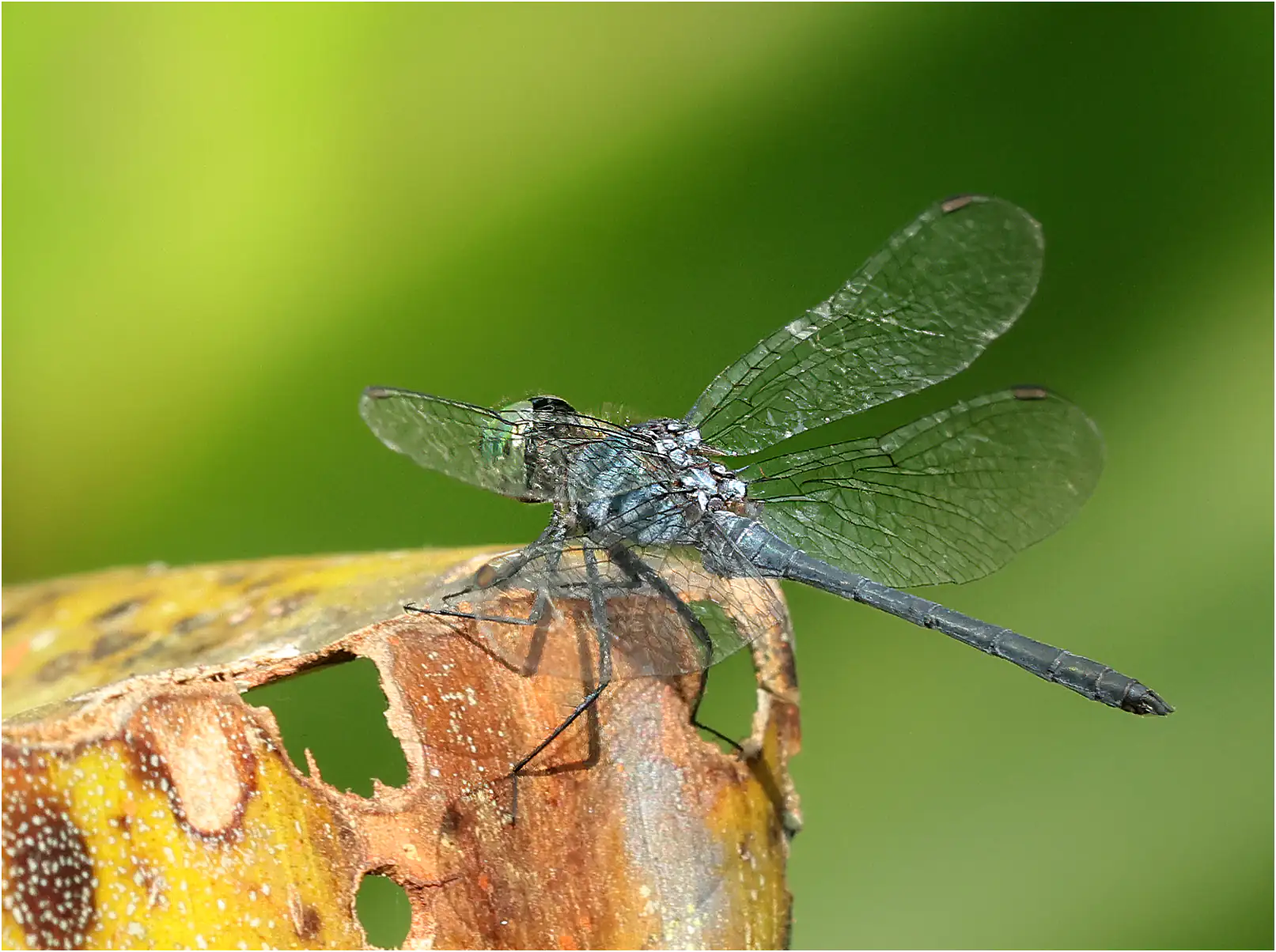 Chalybeothemis fluviatilis mâle, Bornéo, Taman Negara Maludam, 28/03/2025