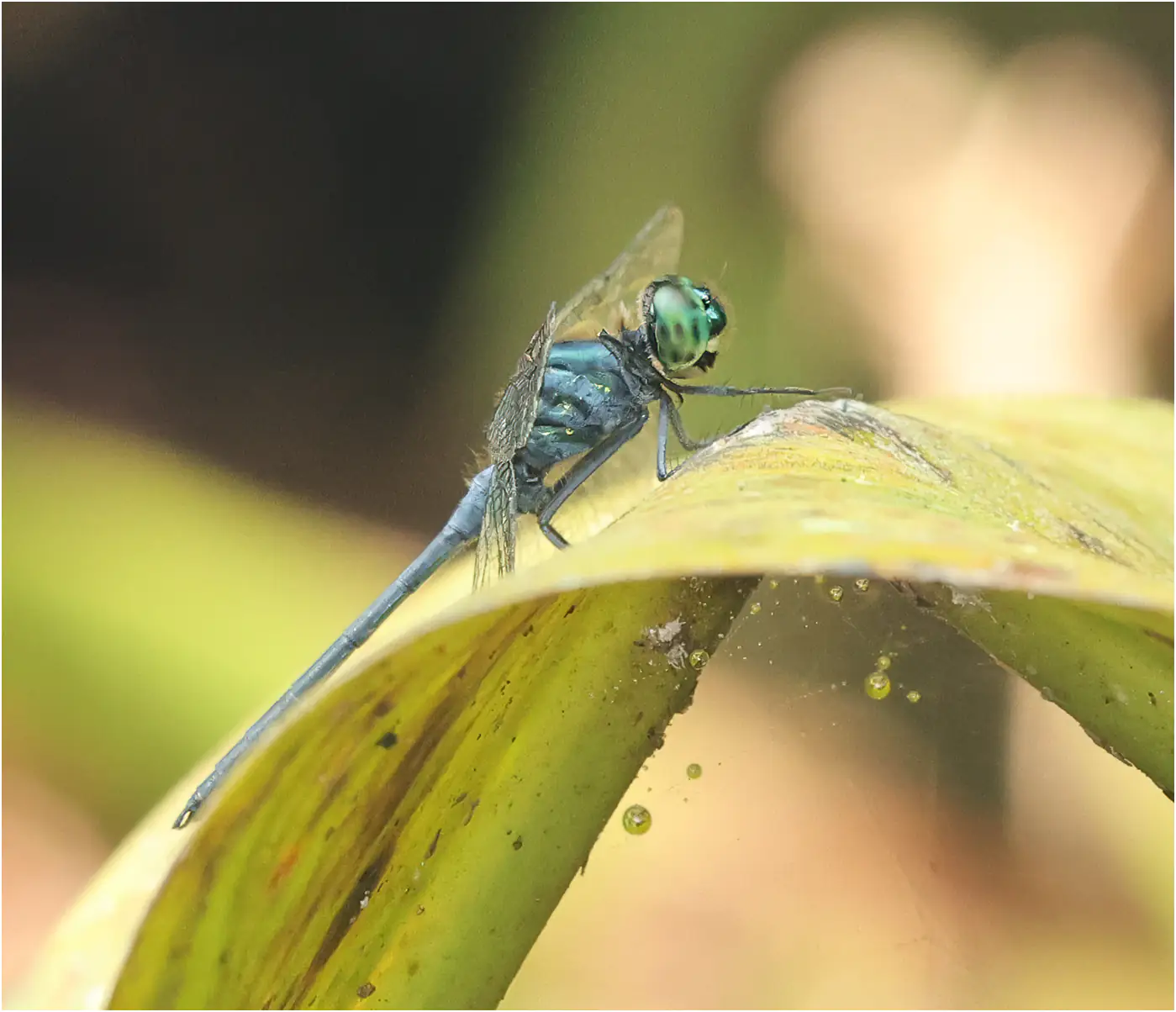 Chalybeothemis fluviatilis mâle, Bornéo, Taman Negara Maludam, 28/03/2025