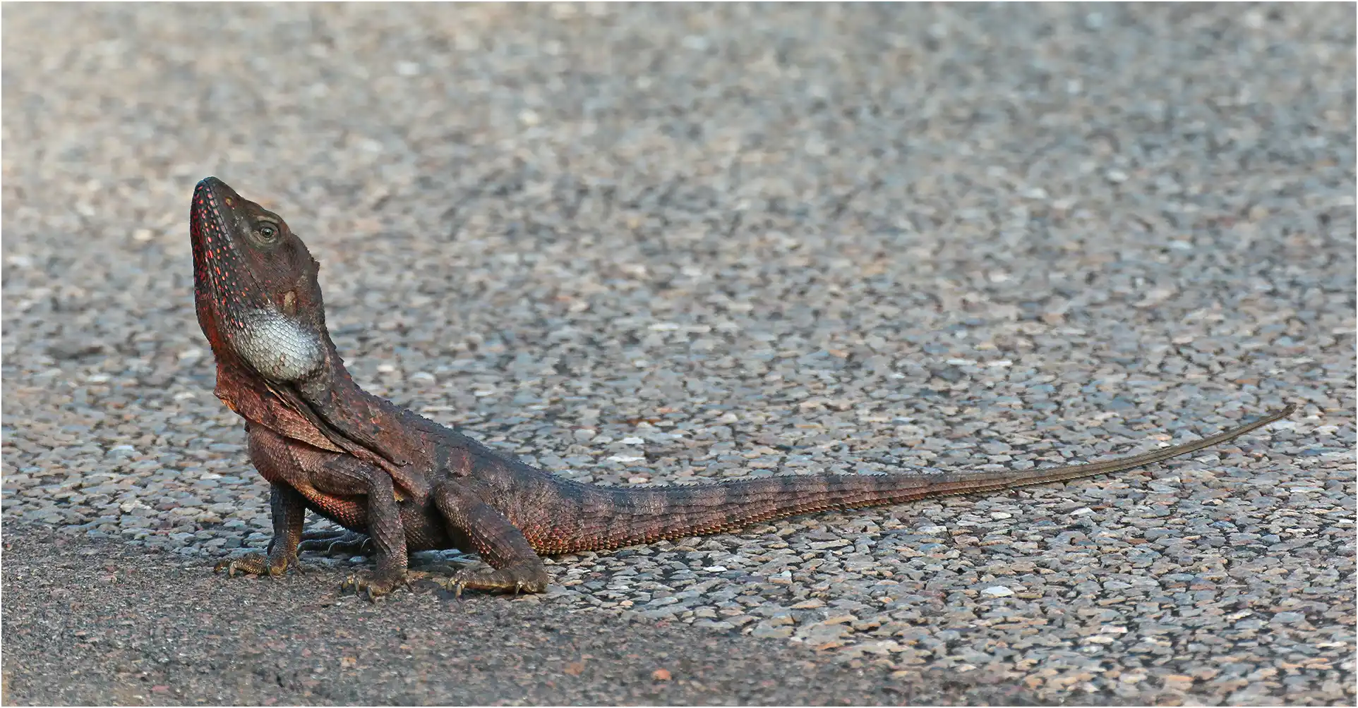 Lézard à Collerette Chlamydosaurus kingii, Australie (NT), Lietchfield Park, 15/04/2022