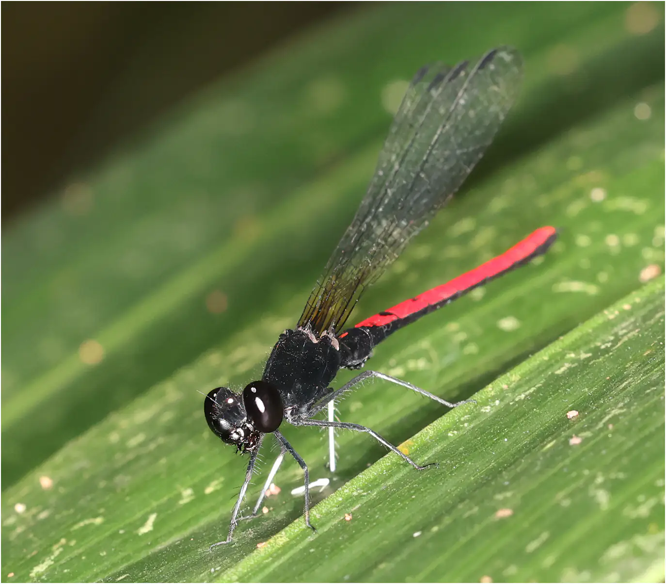 Little Red Jewel male, Ghana, Ankasa Forest Reserve, 16/01/2026