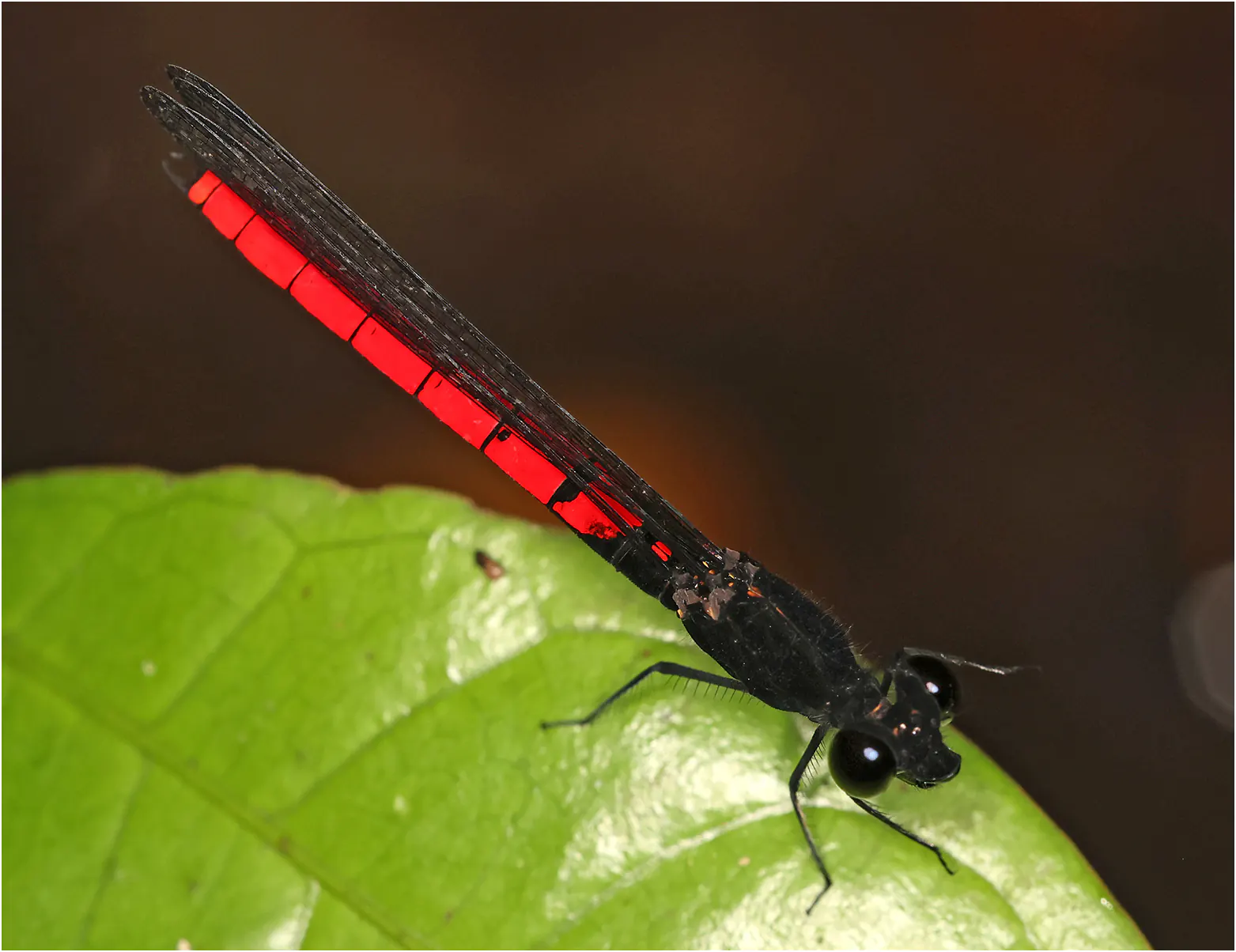Chlorocypha dispar mâle, Ghana, Ankasa Forest Reserve, 16/01/2026