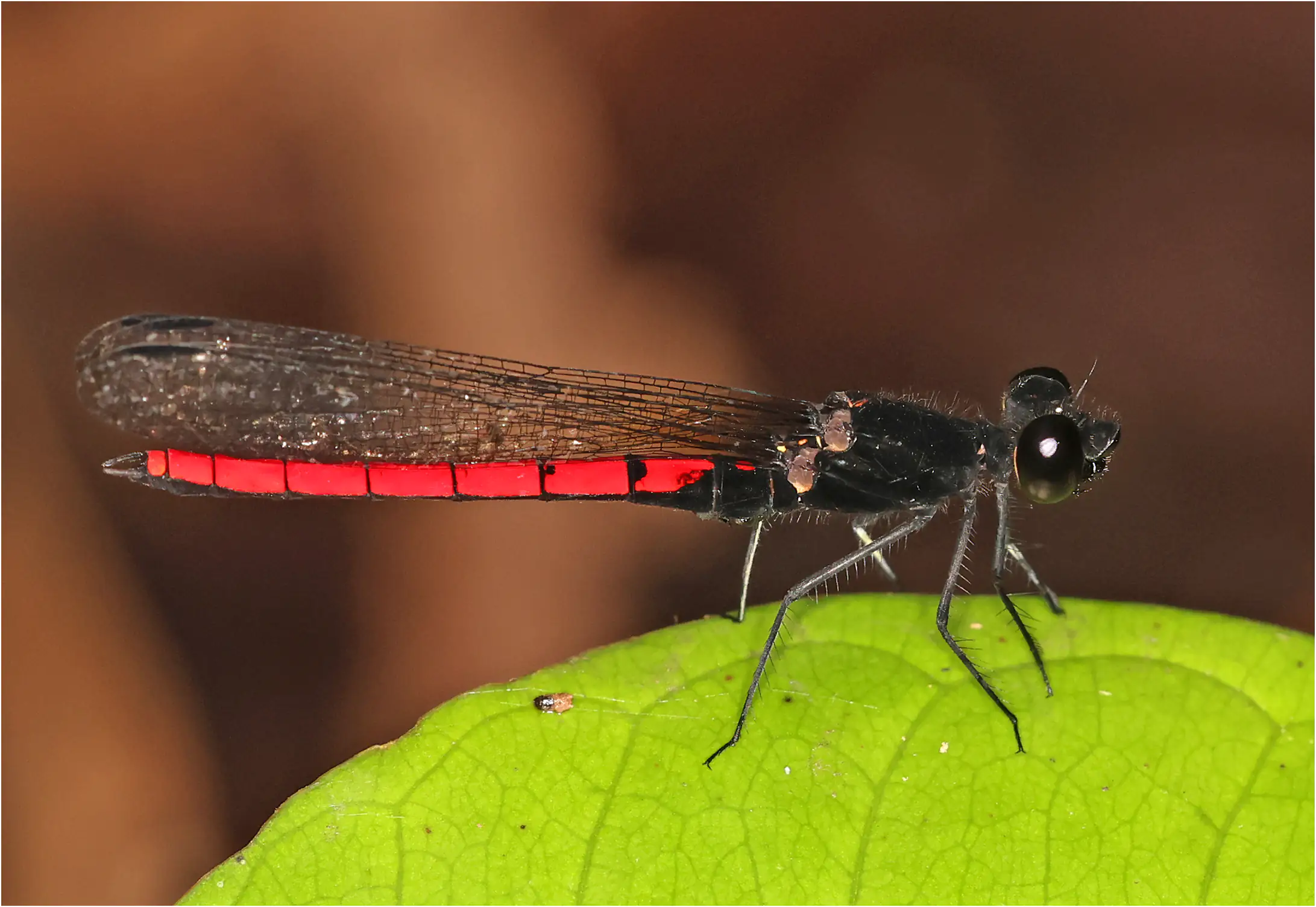 Chlorocypha dispar mâle, Ghana, Ankasa Forest Reserve, 16/01/2026
