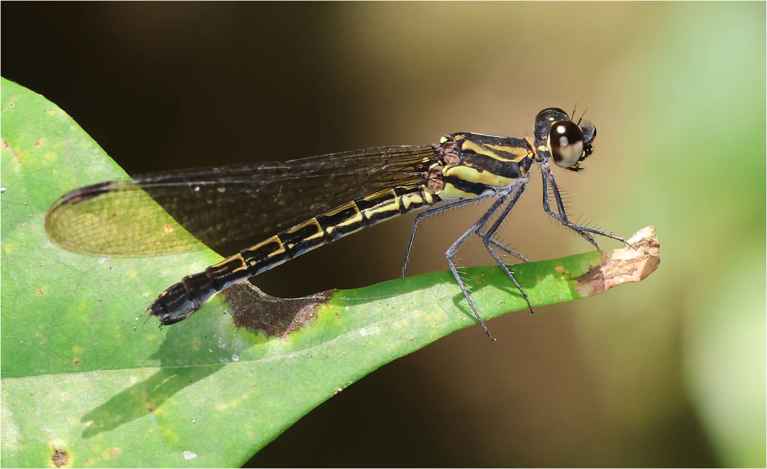Chlorocypha radix femelle, Ghana, Kakum National Park, 14/01/2026