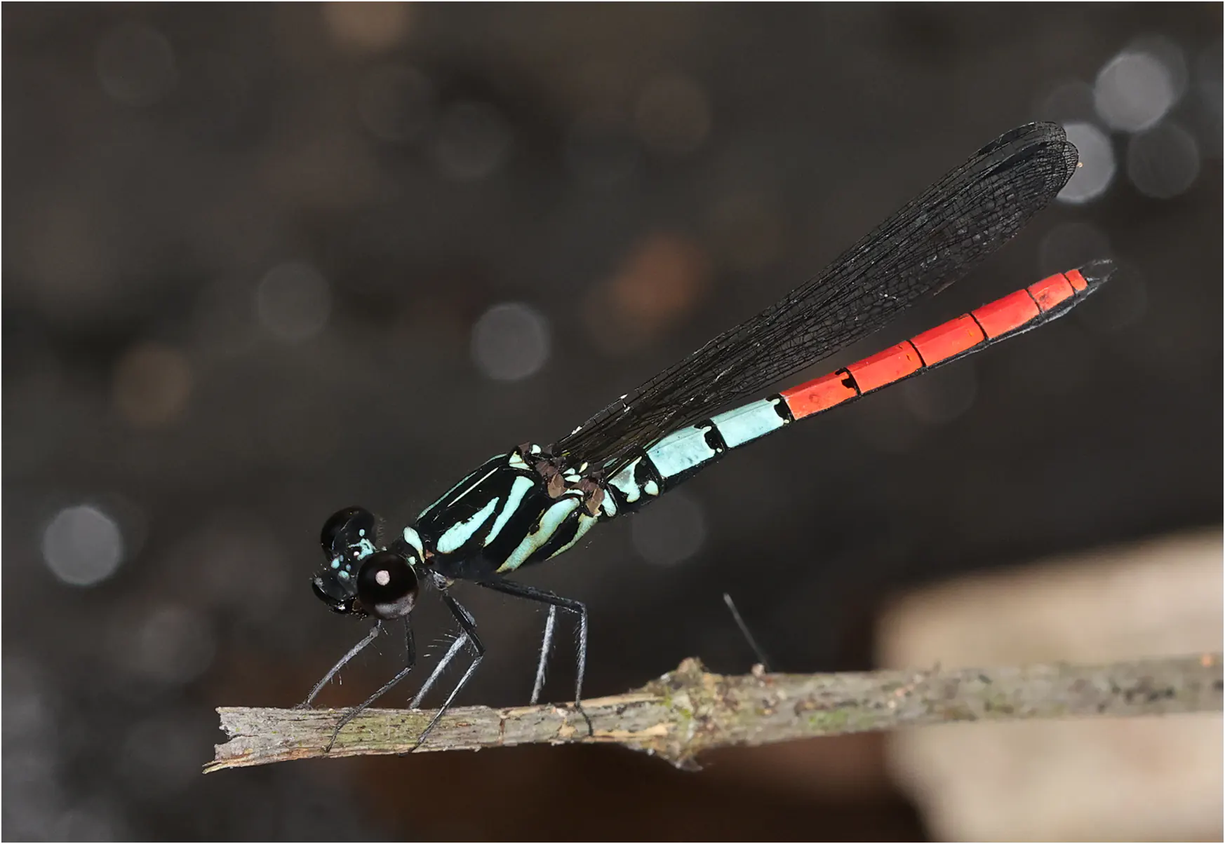 Chlorocypha radix mâle, Ghana, Kakum National Park, 13/01/2026