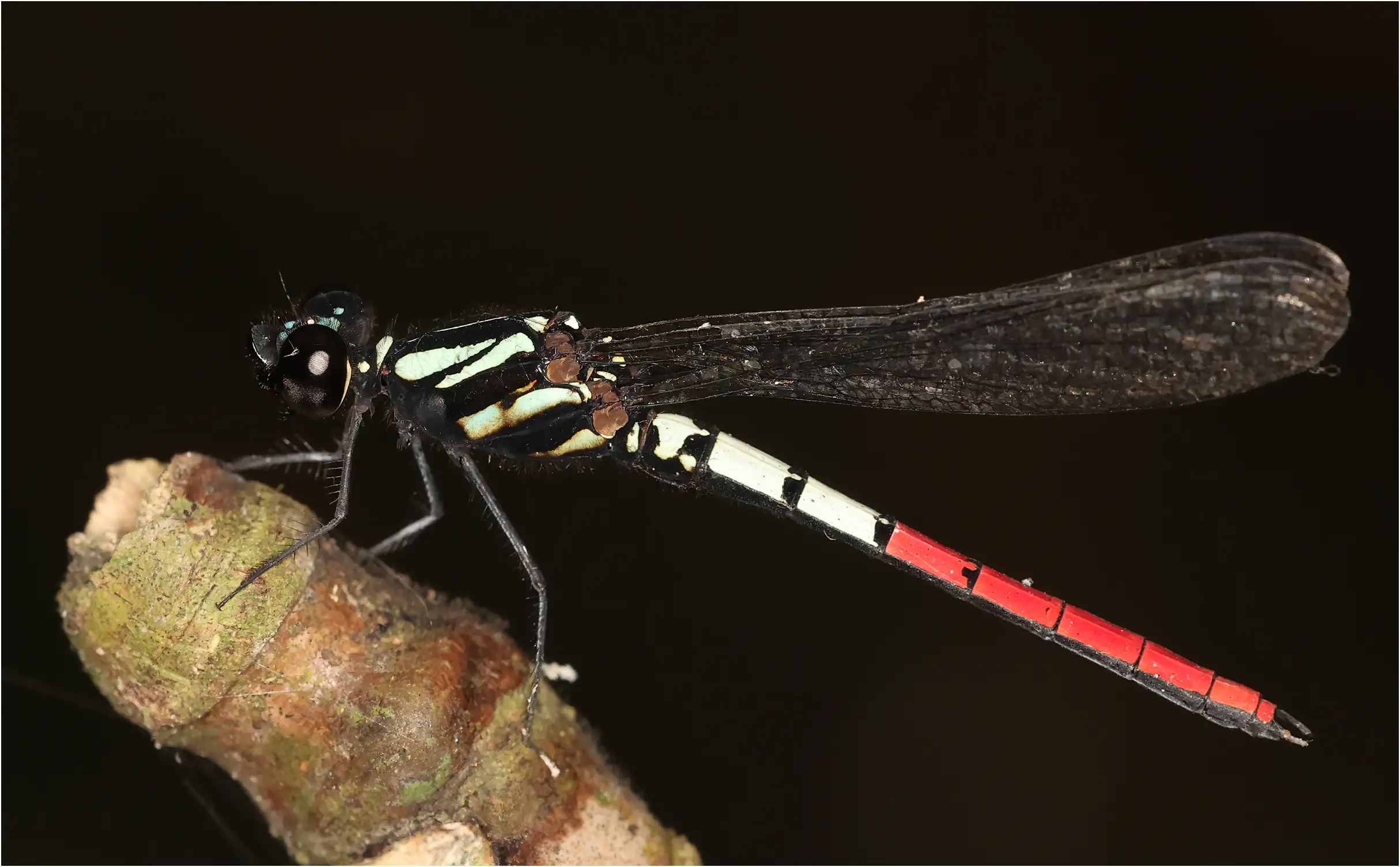 Chlorocypha radix mâle, Ghana, Kakum National Park, 13/01/2026