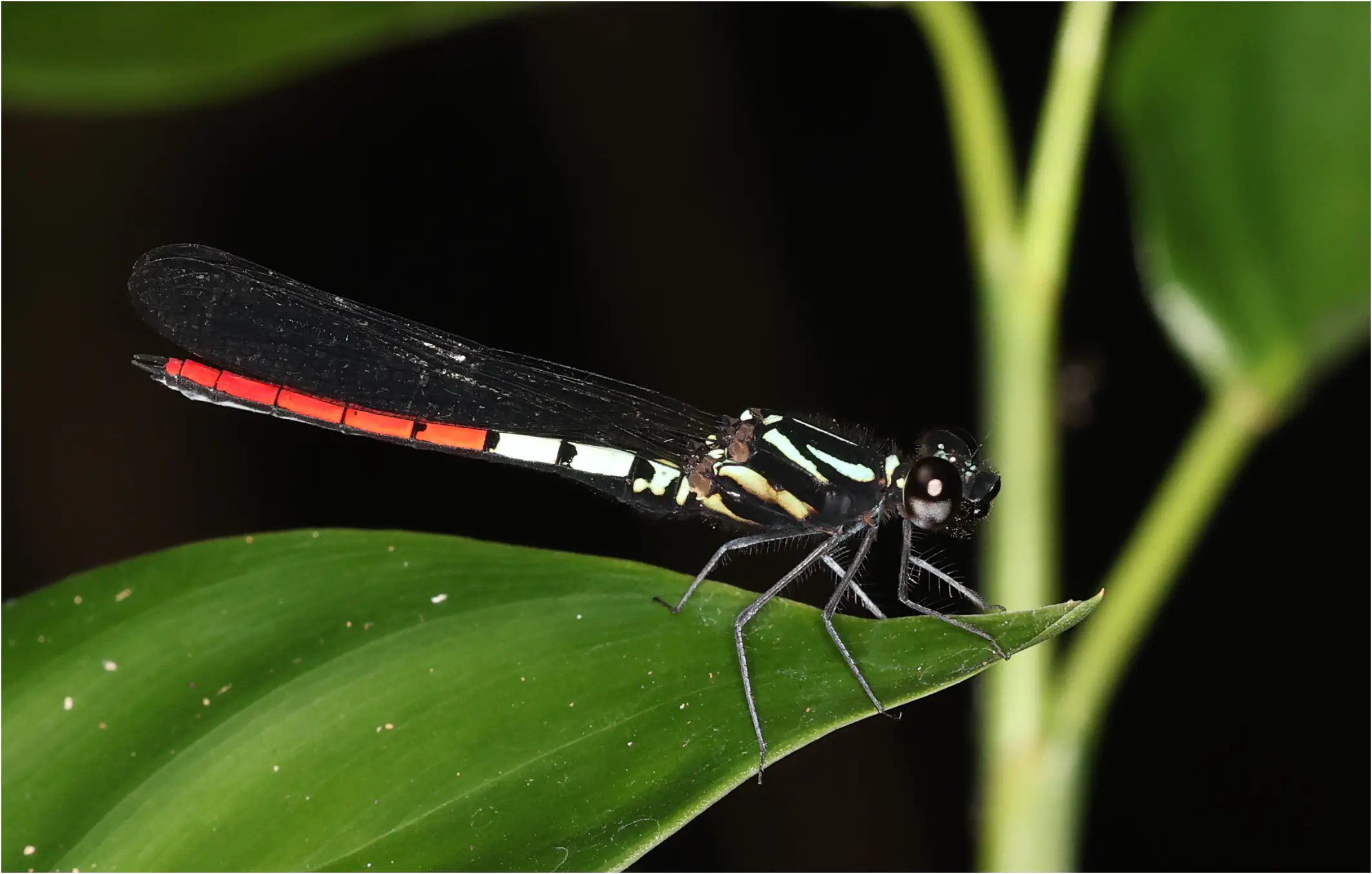 Chlorocypha radix mâle, Ghana, Kakum National Park, 13/01/2026