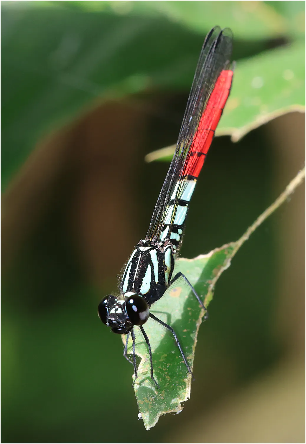 Western Red-tipped Jewel male, Ghana, Kakum National Park, 14/01/2026