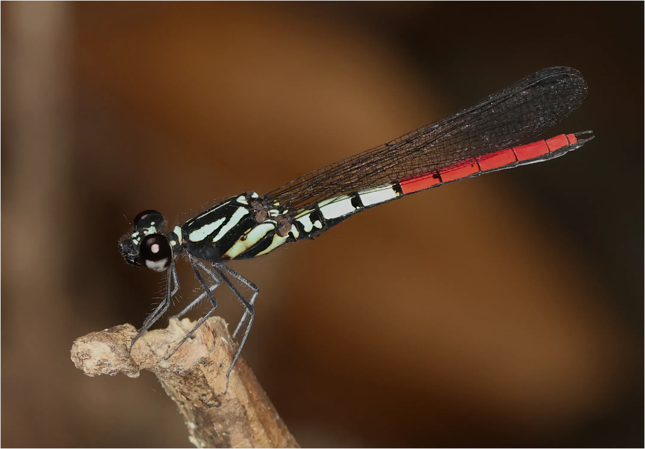 Western Red-tipped Jewel male, Ghana, Kakum National Park, 14/01/2026