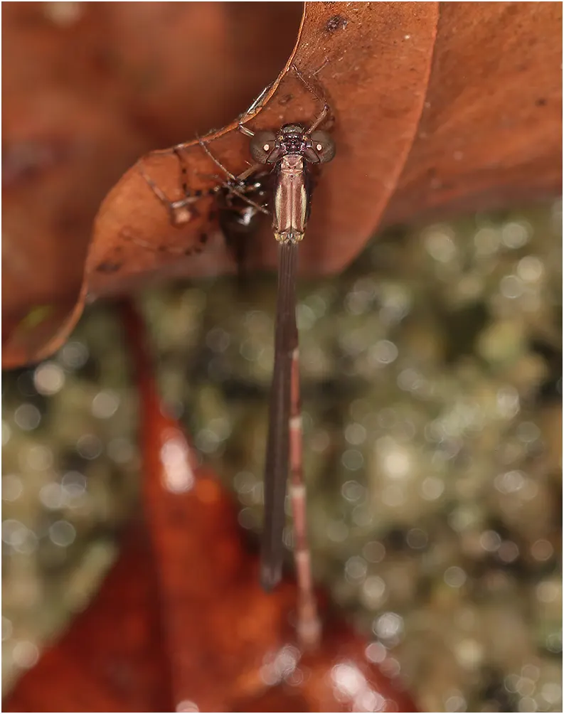 Pretty relict male émergent, Australie (FNQ), Josephine Falls, 17/12/222