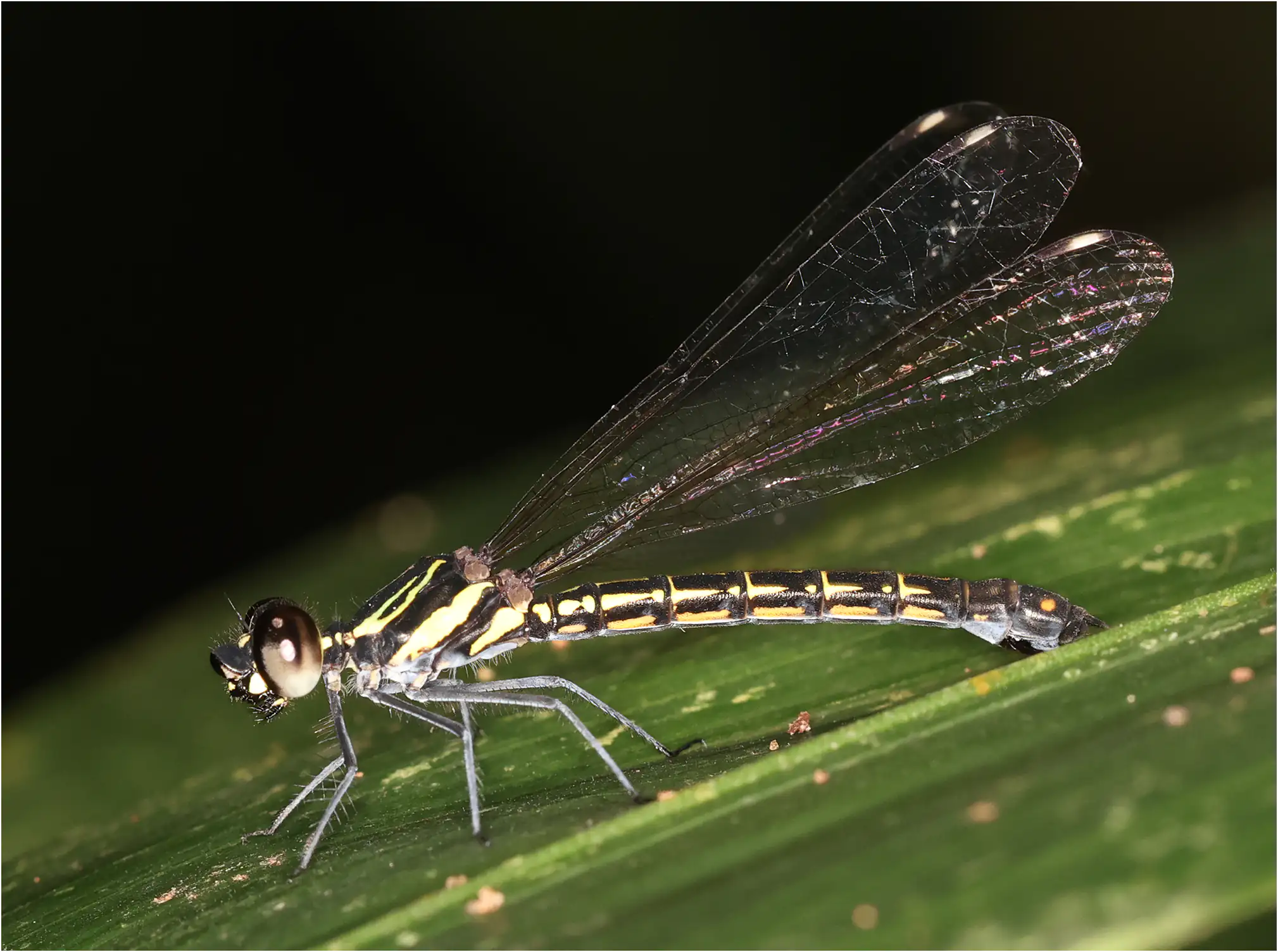 Chorocypha dispar femelle, Ghana, Anakasa Reserve Forest, 16/01/2026