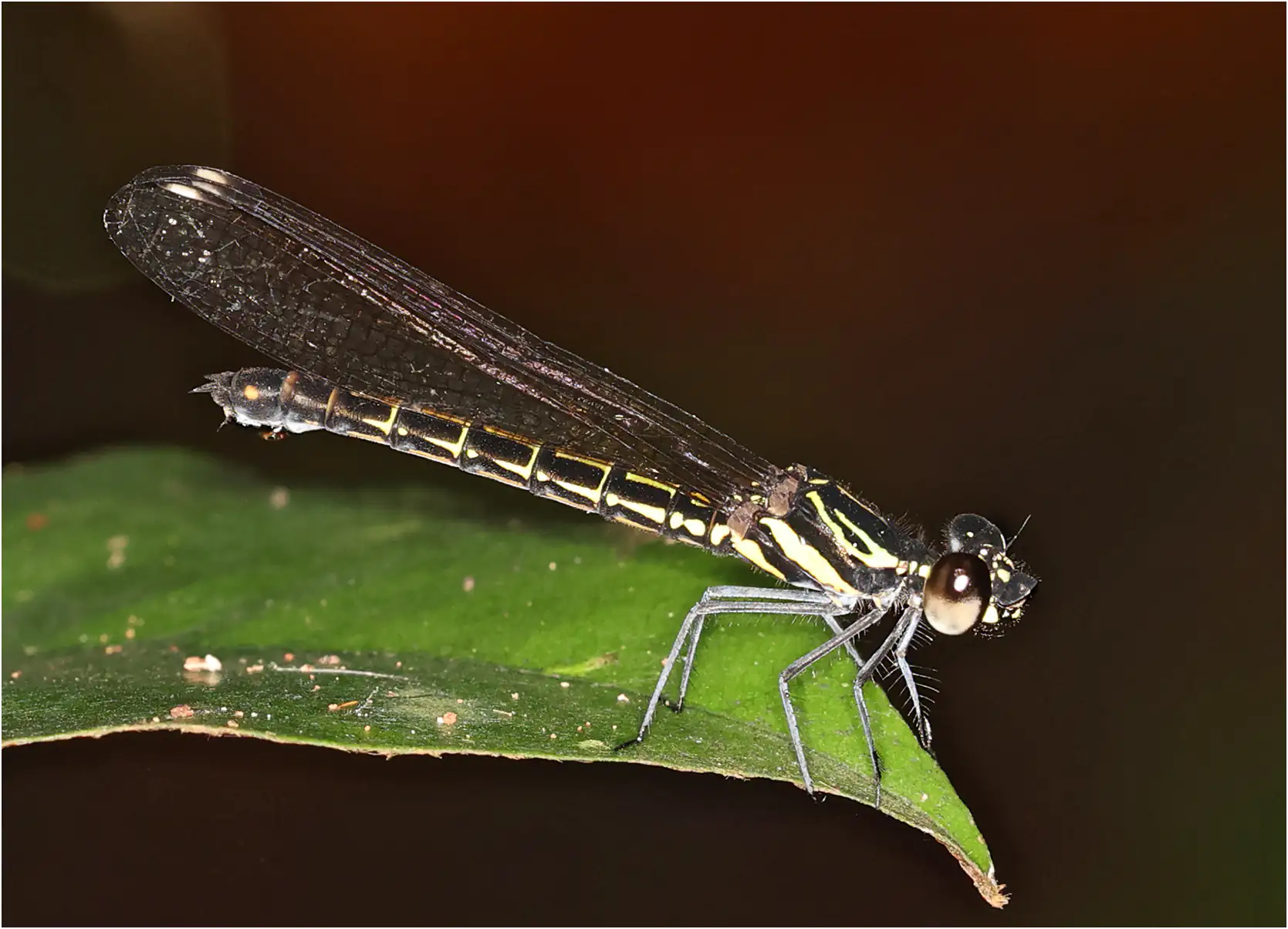 Chorocypha dispar femelle, Ghana, Anakasa Reserve Forest, 16/01/2026
