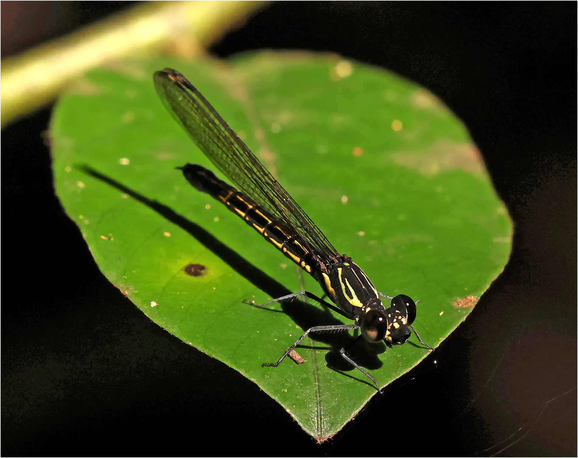 Little Red Jewel female, Ghana, Anakasa Reserve Forest, 16/01/2026