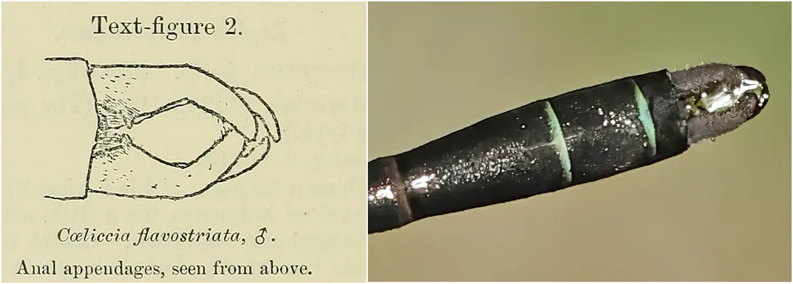 Coeliccia flavostriata mâle app. anaux 8 vs drawing Laidlaw (1)