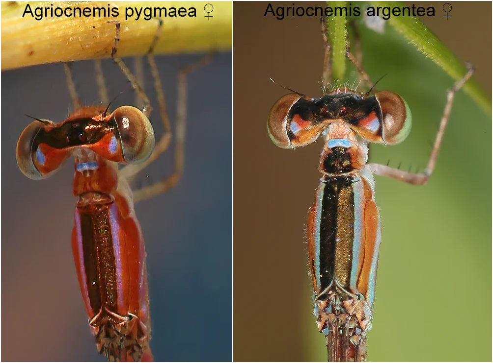 Photo comparant les pronotum d'Agriocnemis pygmaea et Agriocnemis argentea