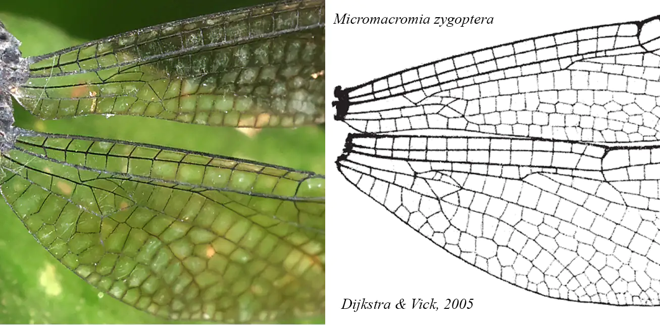Micromacromia zygoptera nervation, comparaison avec Dijkstra et Vick