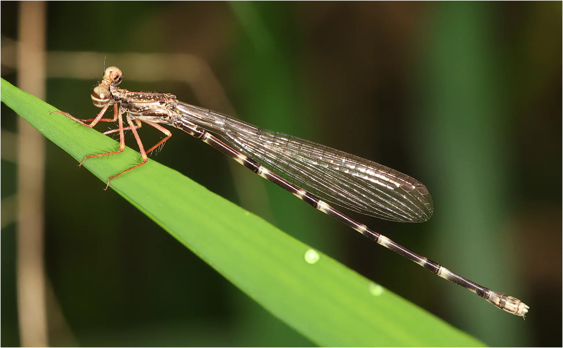 Copera guttifera femelle, Ghana, Kakum N. P., 14/01/2026