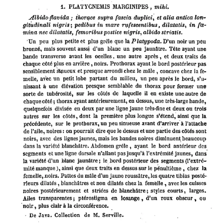 Copera marginipes, description par Rambur dans Histoire Naturelle des Insectes