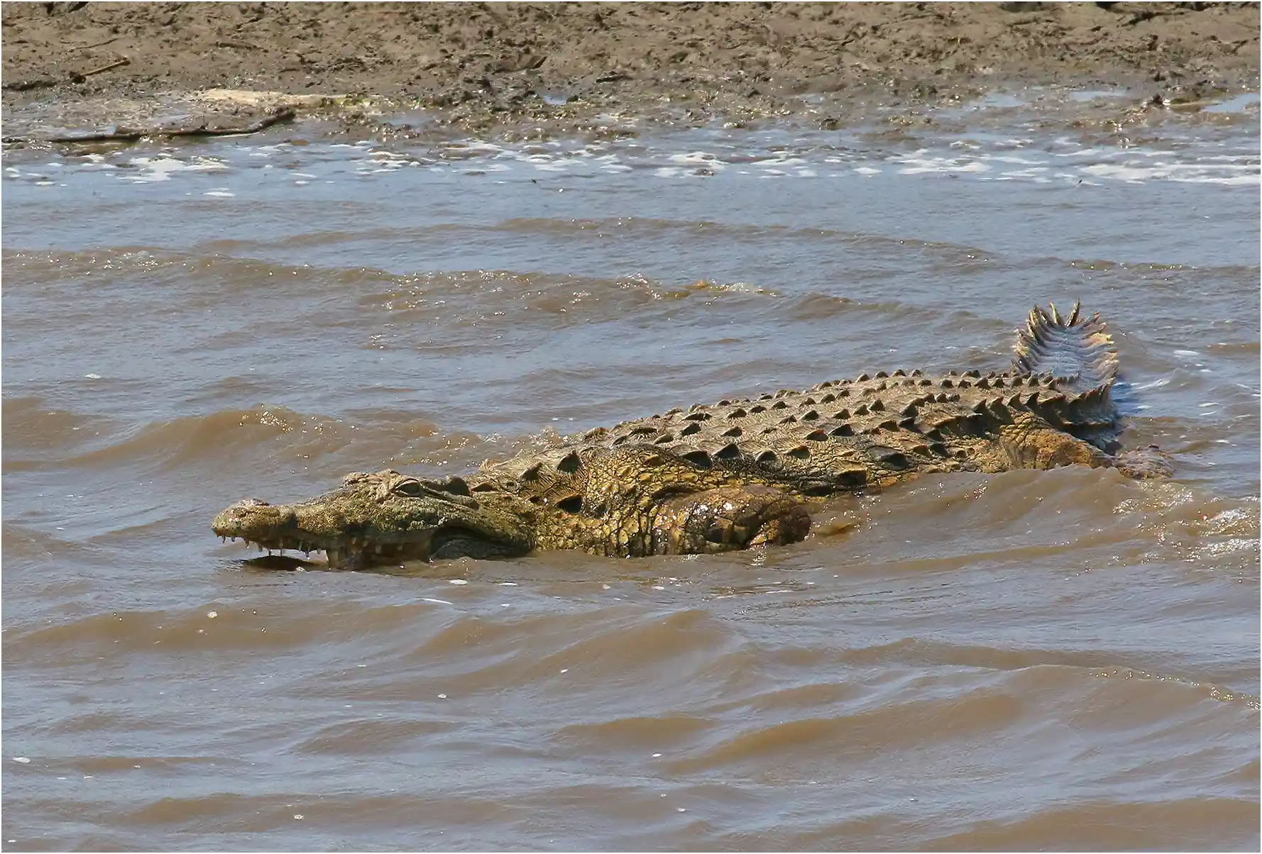 Crocodile du Nil, Crocodylus niloticus, Afrique du Sud, Réserve de Pongola (Zululand), 24/10/2017