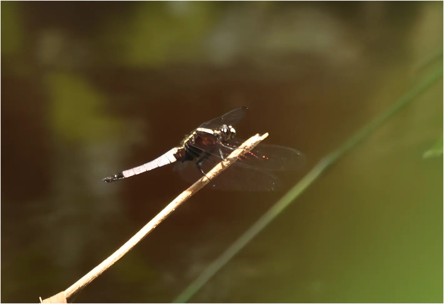 Cyanothemis simpsoni mâle, Ghana, Ankasa Forest Reserve, 16/01/2026