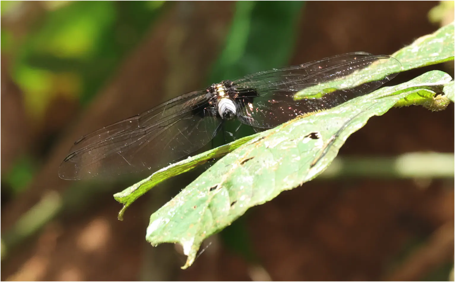 Cyanothemis simpsoni mâle, Ghana, Ankasa Forest Reserve, 16/01/2026