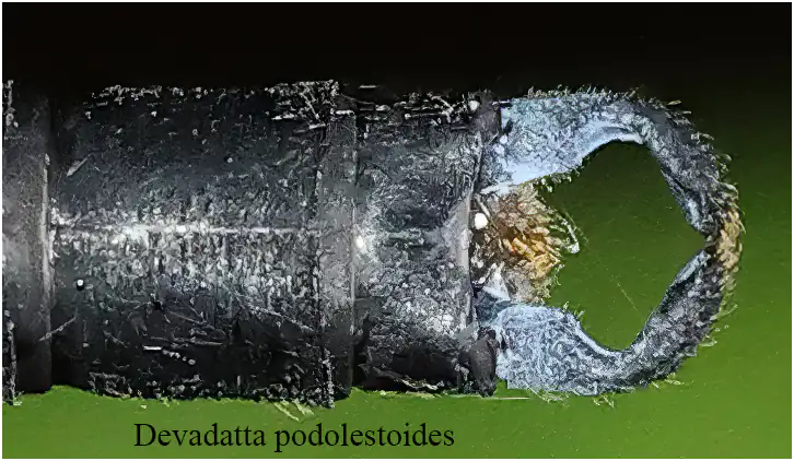 Devadatta podolestoides mâles, appendices anaux, Sarawak, Bung Ngiraja, 26/03/2025
