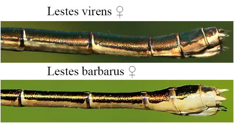 Derniers segments L. virens vs L. barbarus