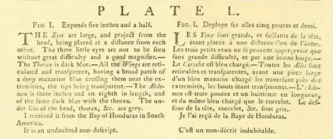 Description Libellula caerulata, Drury
