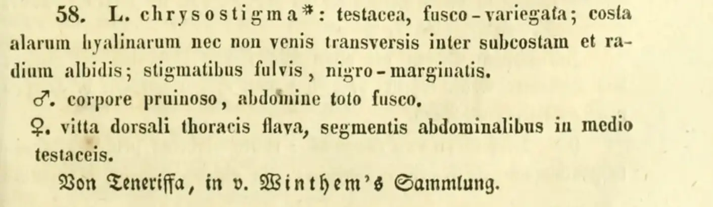 Description Orthetrum chrysostigma par Burmeister, 1839