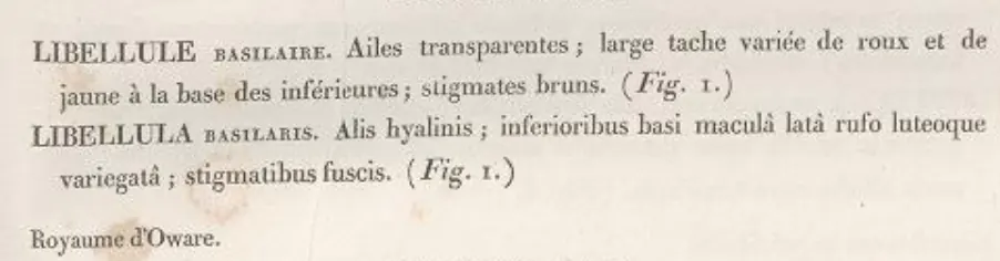 Description de Tramea basilaris, Palisot de Beauvois