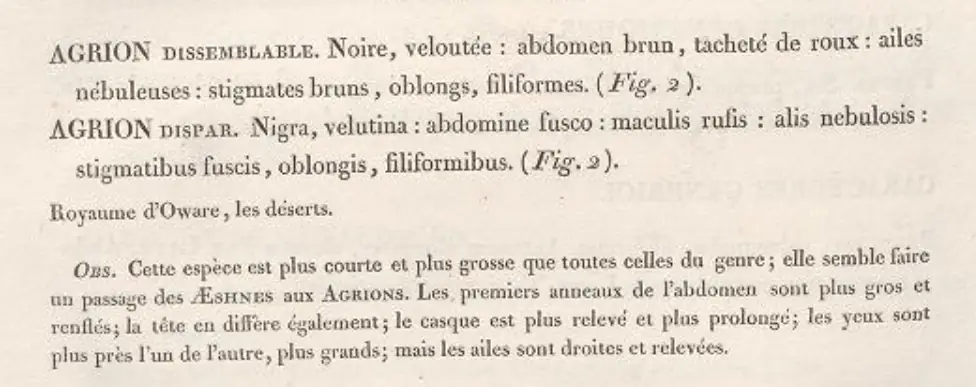 Description de Agrion dispar par Palisot de Beauvois