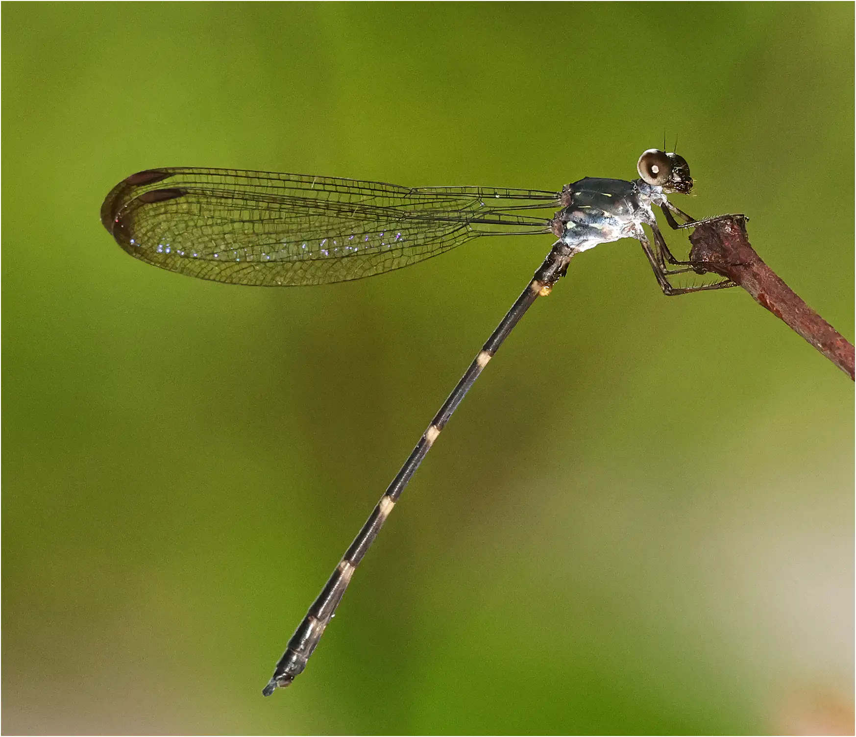Devadatta clavicauda mâle, Sarawak, Sri Maha Mariamman Temple Matang, 20/03/2025