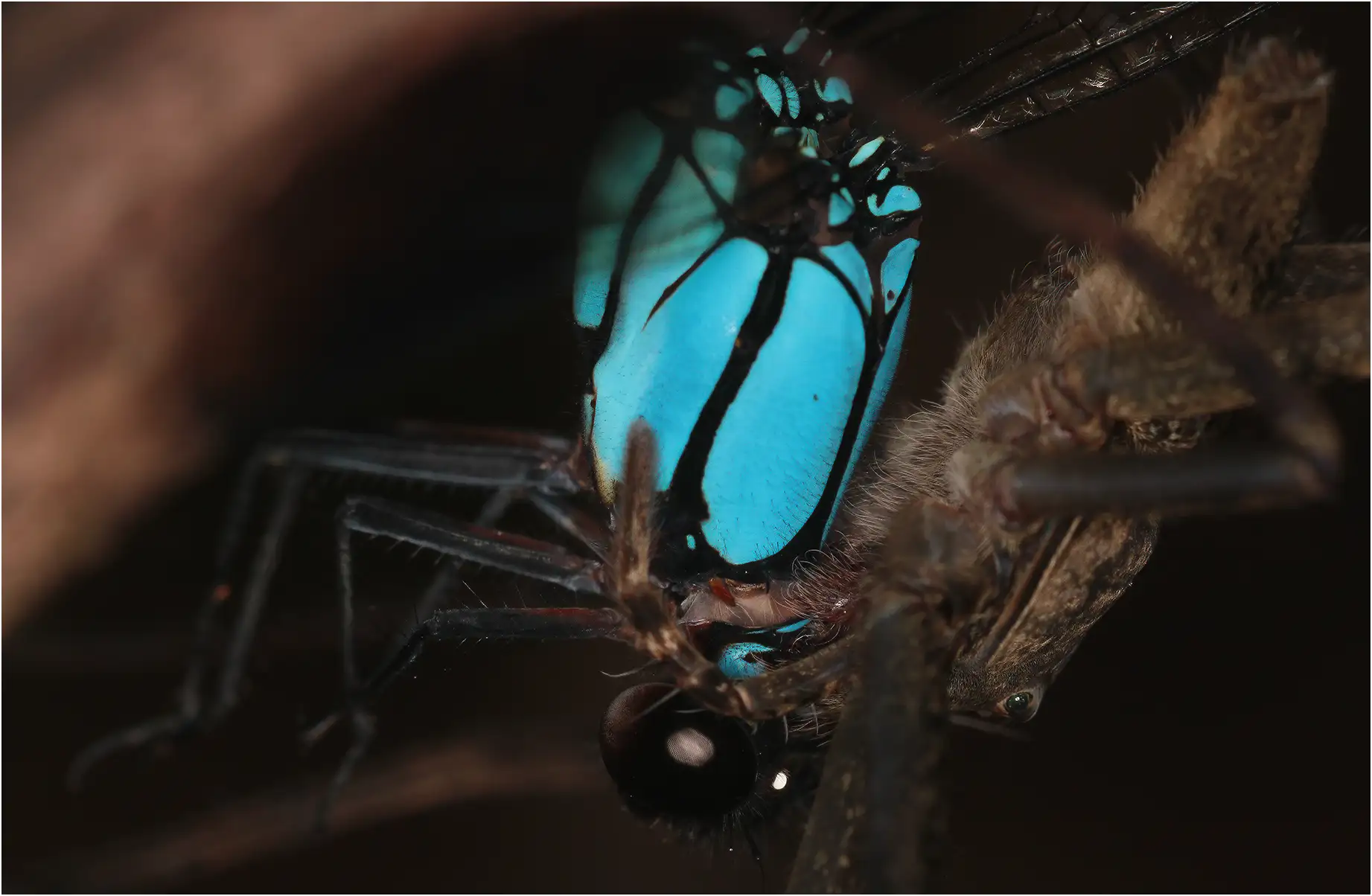 Diphlebia euphoeoides femelle dévorée par une araignée, Australie (FNQ), Henrietta Creek, 12/12/2022