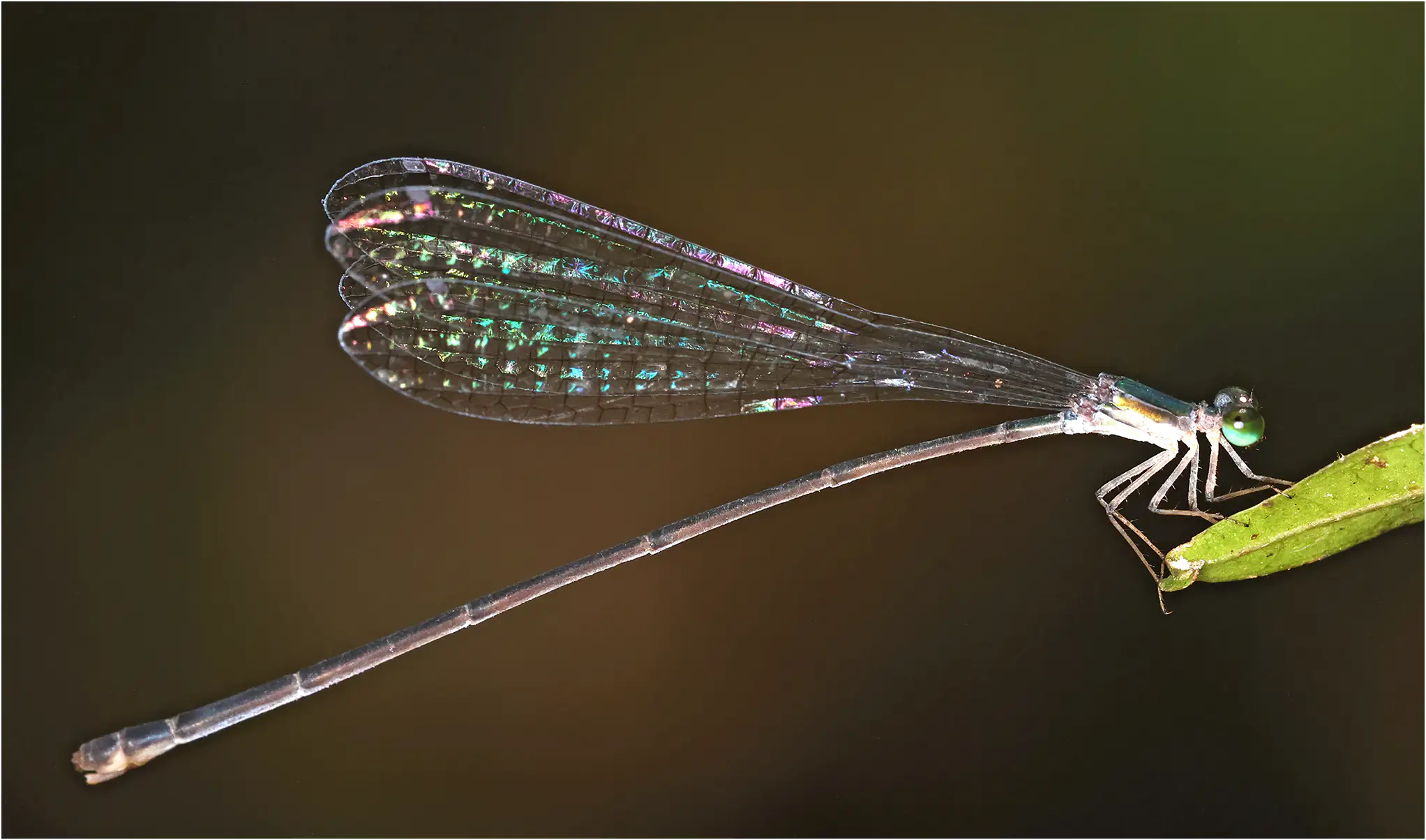 Drepanoneura muzoni femelle, Pérou, San Pedro (Chino), 24/08/2023