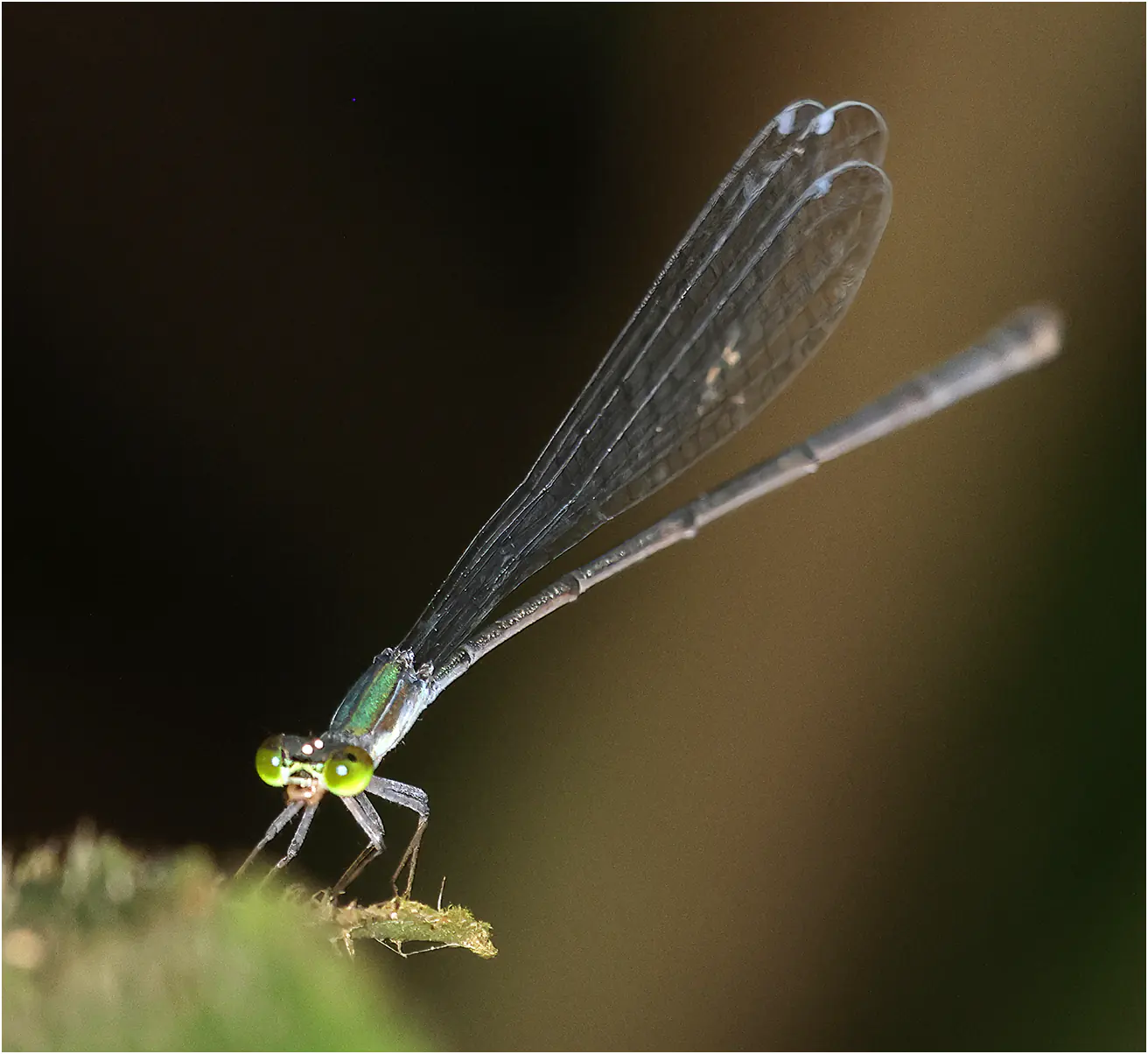 Drepanoneura muzoni femelle, Pérou, San Pedro (Chino), 24/08/2023