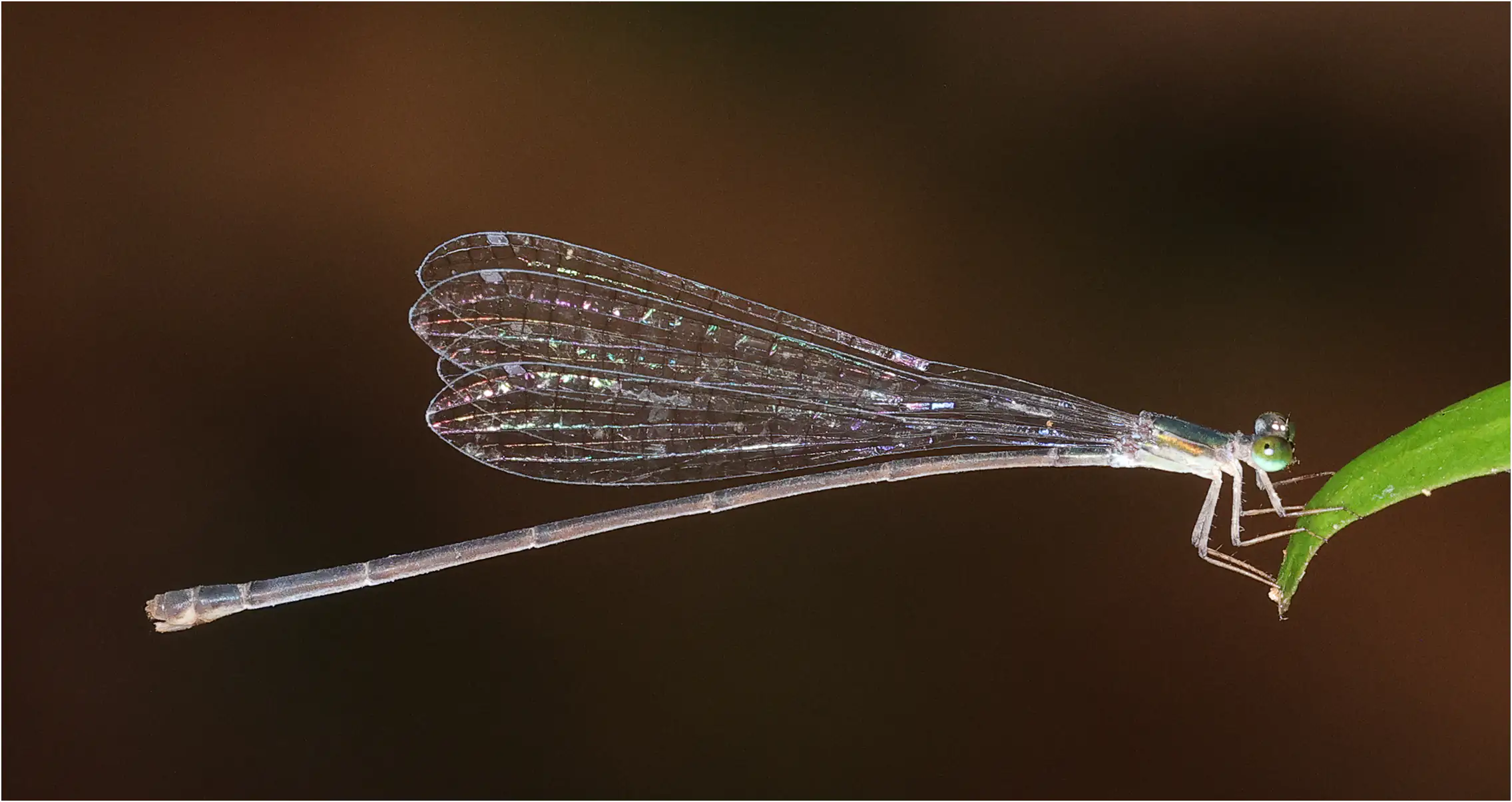 Drepanoneura muzoni femelle, Pérou, San Pedro (Chino), 24/08/2023