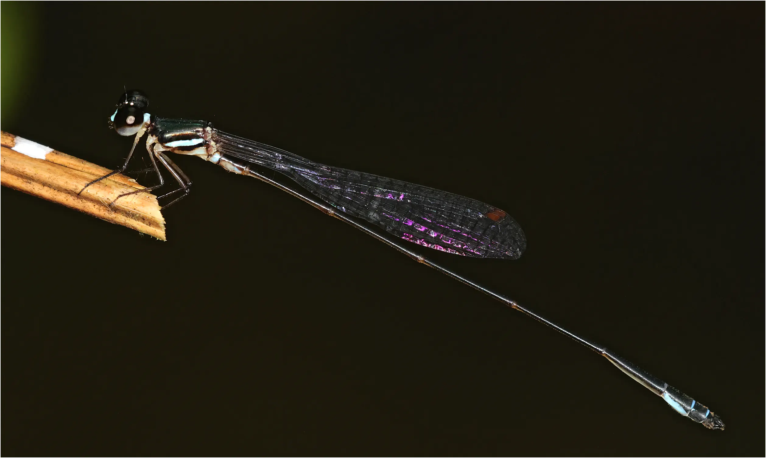 Drepanosticta rufostigma mâle, Sarawak, Bung Ngiraja, 26/03/2025