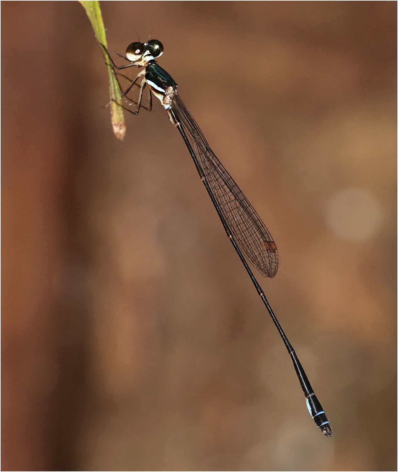 Drepanosticta rufostigma mâle, Sarawak, Bung Ngiraja, 26/03/2025