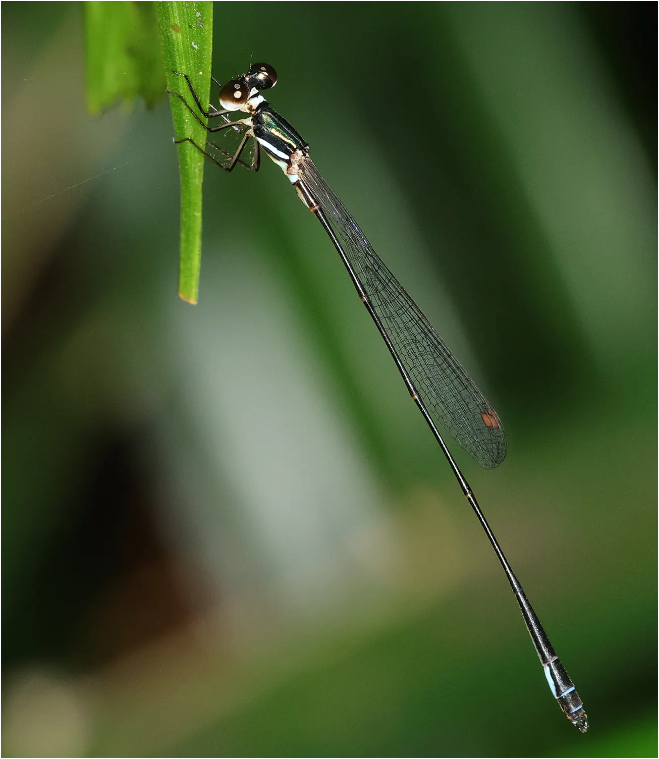 Drepanosticta rufostigma mâle, Sarawak, Bung Ngiraja, 26/03/2025