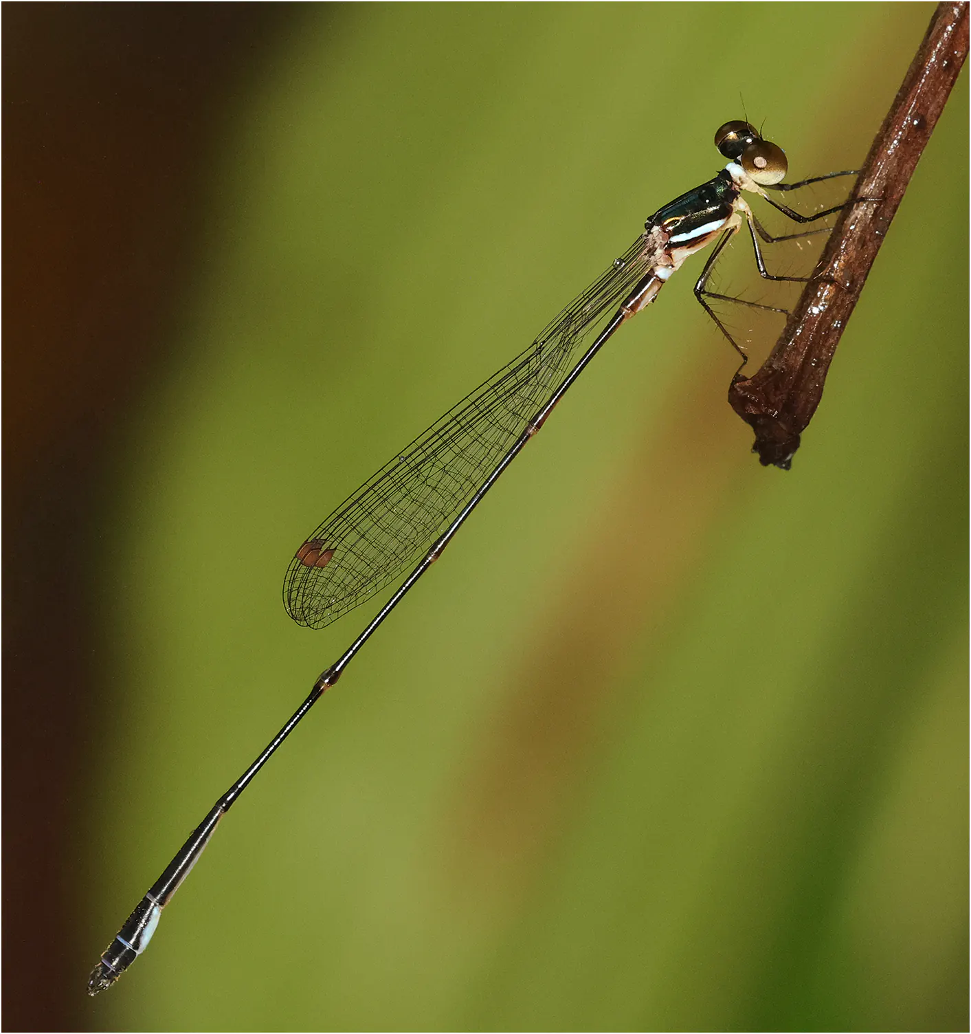 Drepanosticta rufostigma mâle, Sarawak, Sri Maha Mariamman Temple Matang, 21/03/2025