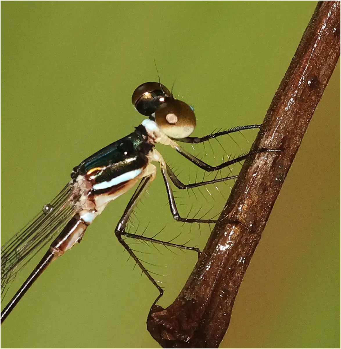 Drepanosticta rufostigma mâle, Sarawak, Sri Maha Mariamman Temple Matang, 21/03/2025