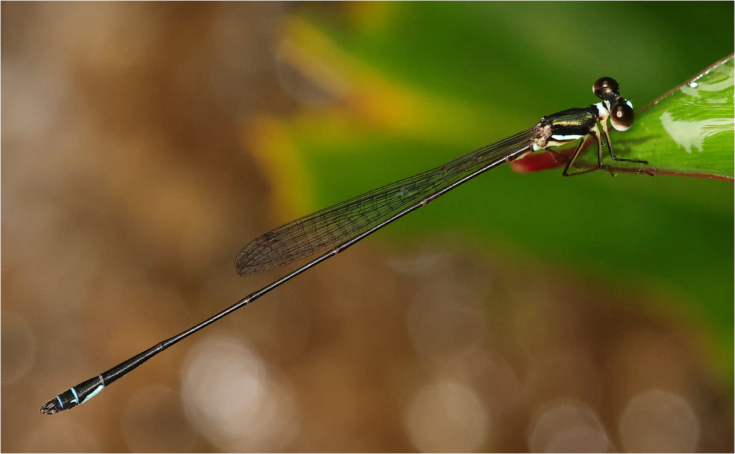 Drepanosticta rufostigma mâle, Sarawak, Taman Negara Gunung Gading, 22/03/2025