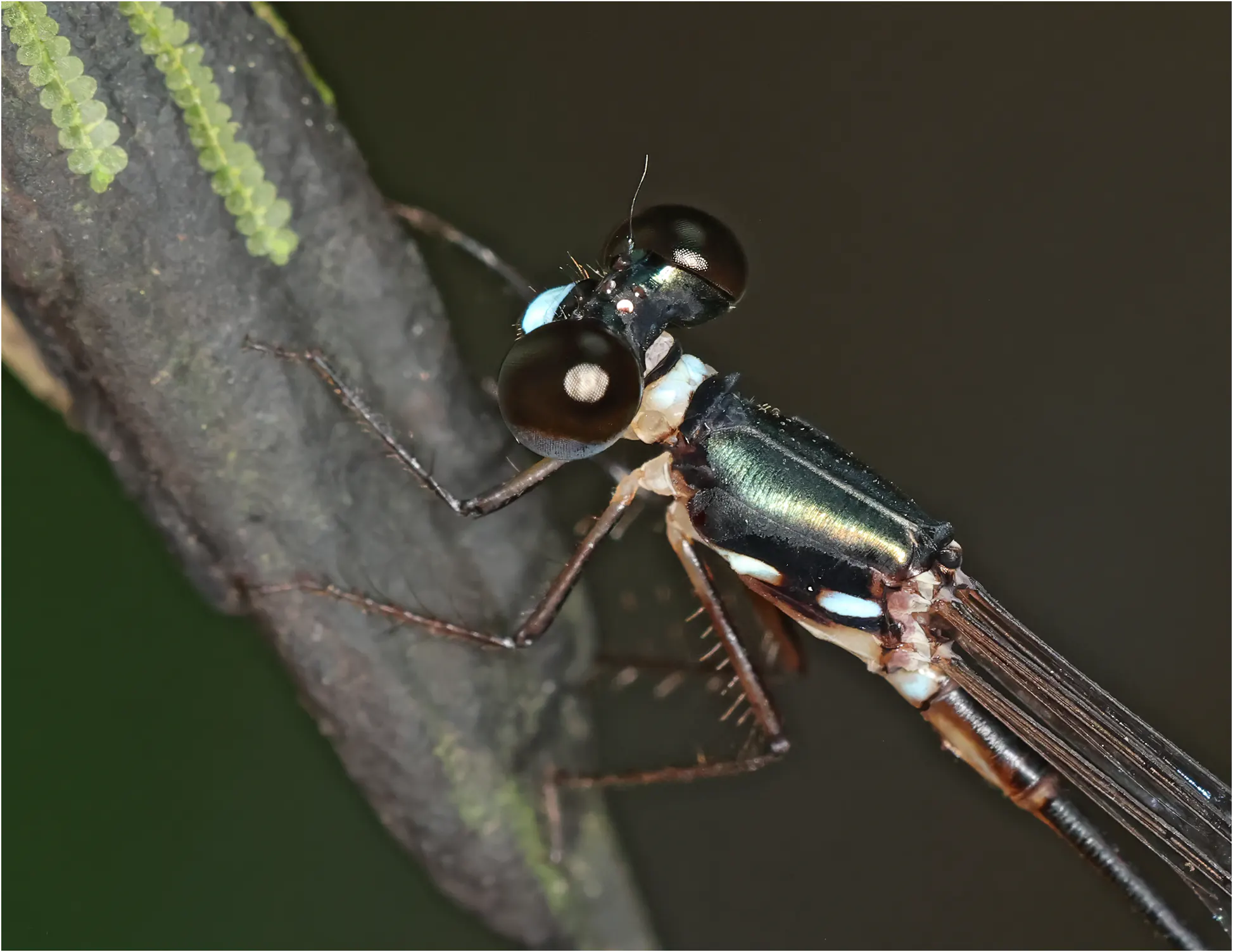 Drepanosticta rufostigma mâle, Sarawak, Bung Ngiraja, 26/03/2025