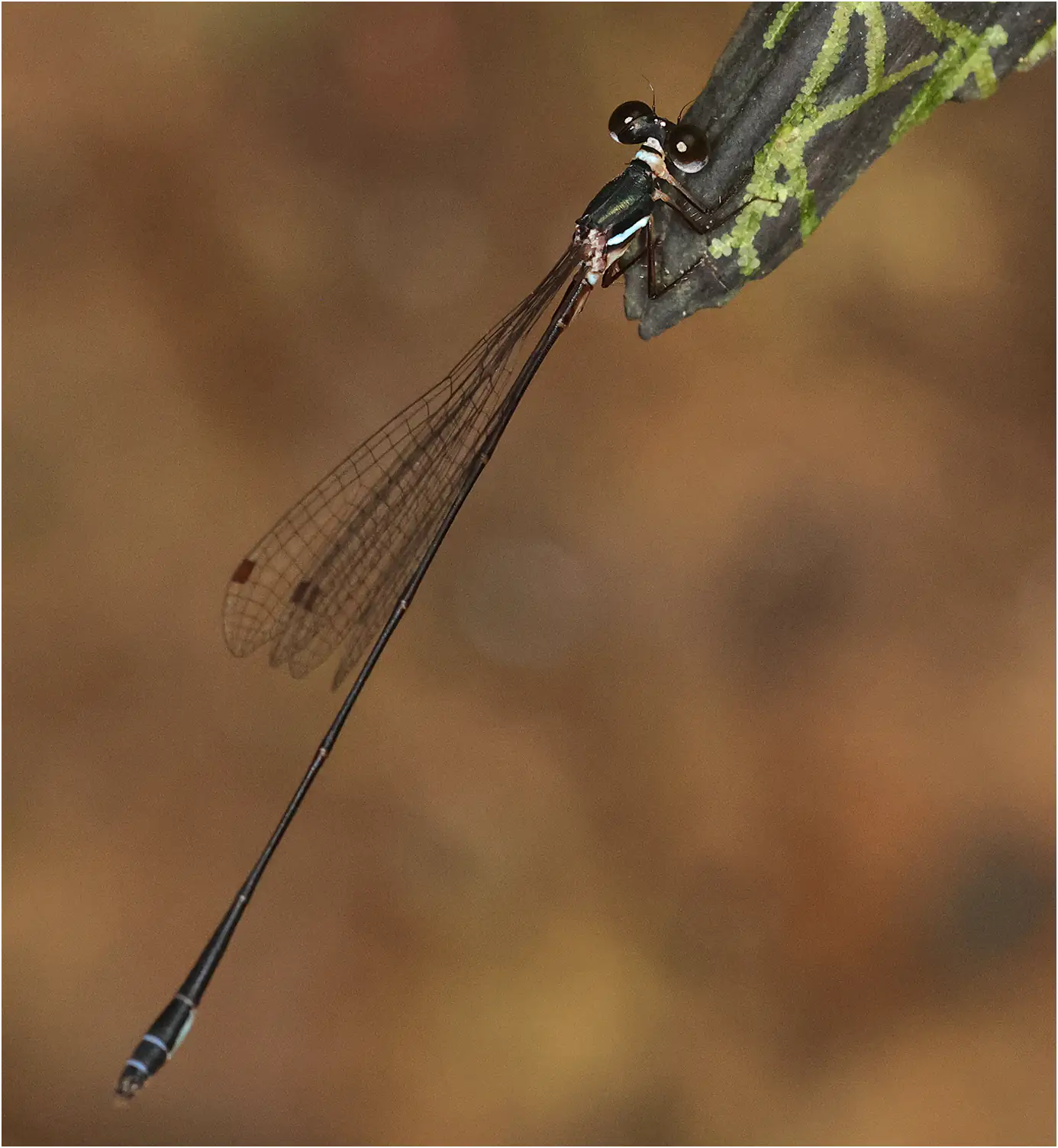 Drepanosticta rufostigma mâle, Sarawak, Bung Ngiraja, 26/03/2025