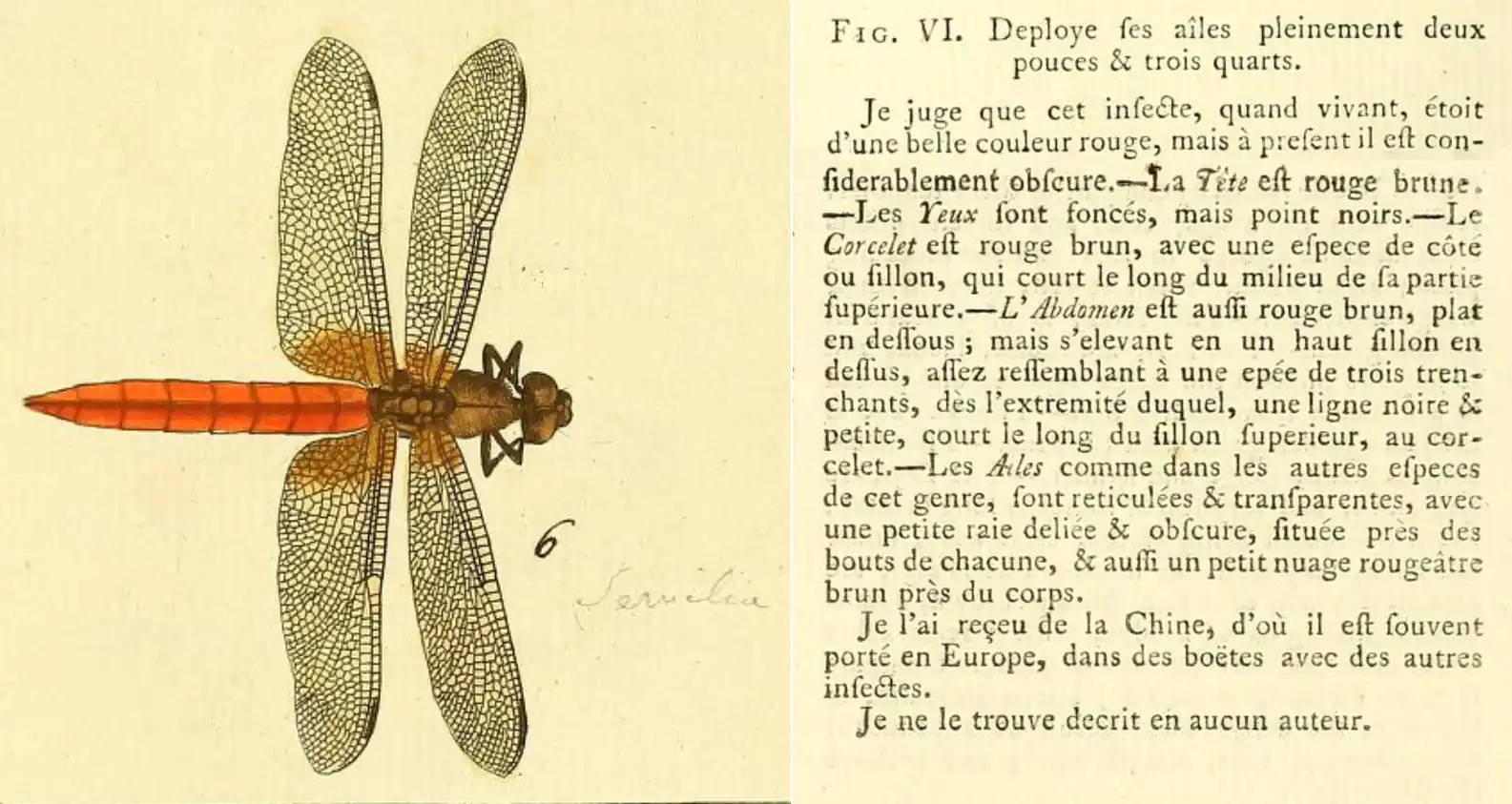 Crocothemis servilia, drury