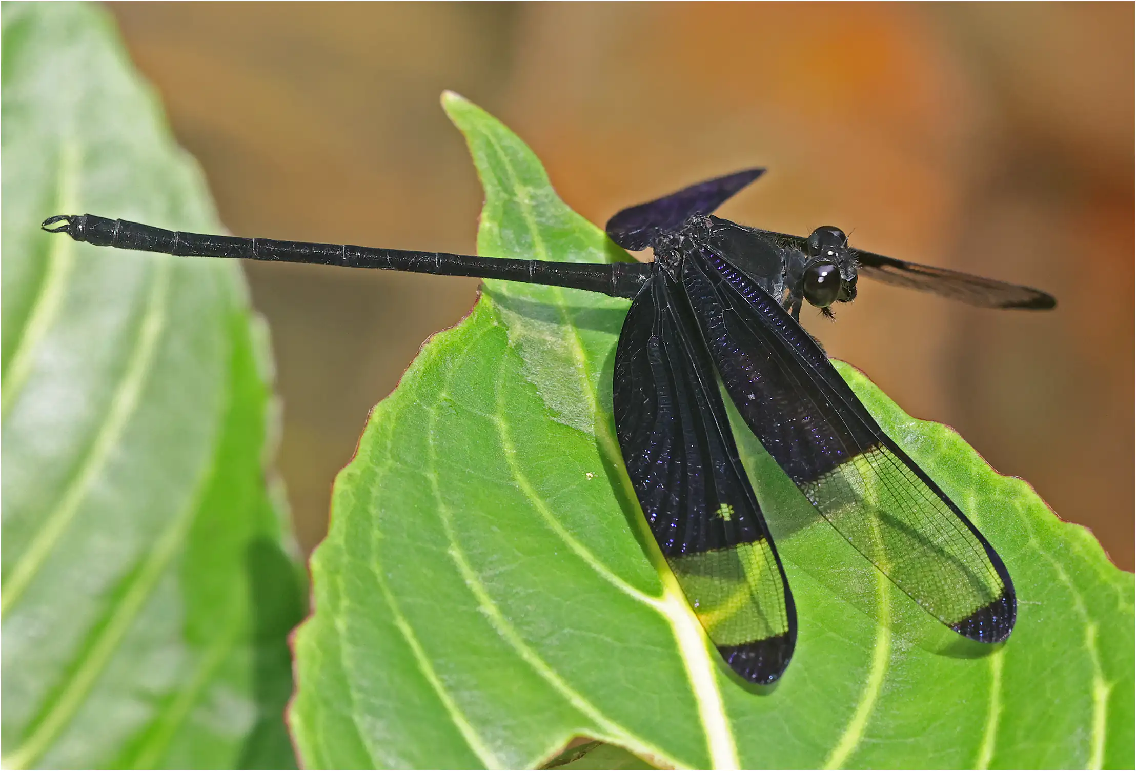 Dysphaea dimidiata mâle, Sarawak, Rivière Timuoh, Annah Rais Hot Spring, 24/03/2025